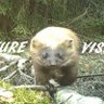 naturevisited's profile picture. Nature videos and photos. Trying to capture beauty and bring joy. Naturevisited on YouTube and Facebook also.