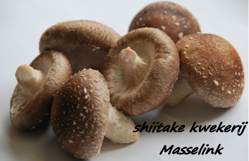 Shiitake? Kijk voor informatie over deze gezonde paddestoel op onze site. Ook voor kweeksets, om zelf thuis paddenstoelen te kweken, rondleidingen en nog meer