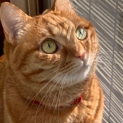 日本を愛する普通の日本人。 猫のモモと暮らしています。フォローさせて頂いてる方から様々な学びを頂き感謝しています。ご挨拶なしのフォローお許し下さい。 大切なこと、忘れてはいけない事、 リツイートさせて頂いております。