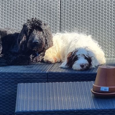 Wartlemoen's profile picture. 