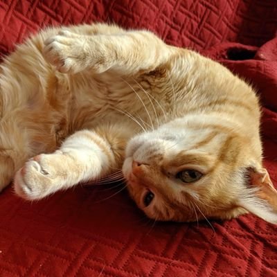 EmiliaChuina's profile picture. 