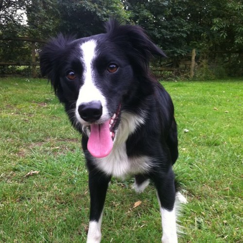 razman64's profile picture. Agility competitor from UK