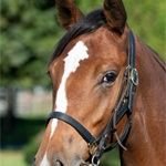 広尾(20年産〜)🦁ライオン(23年産〜)で一口馬主をしています!
命名馬🦁ロッサコメータ 赤い彗星
皆様方何卒宜しくお願い致しますね!
通算成績(17-16-13-11-13-73)