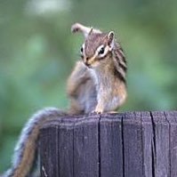 LimLimL1m's profile picture. 