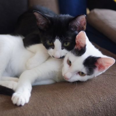 保護猫ちょびとジョアのアカウントです。Instagramに写真や動画をアップしています。 飼い主がヤクルトスワローズファンのため、たびたび某つばめが映り込みます。LINEスタンプも販売中→https://t.co/bgxY4aDBH4