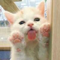 呆橘橘 (@cheese_ju) 's Twitter Profile