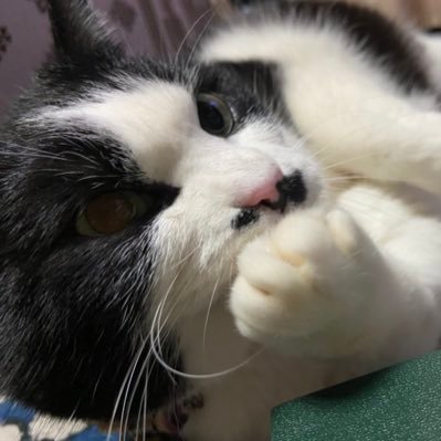 わんにゃんとすごバンを応援しています。🐕🐈‍⬛🐩🐈