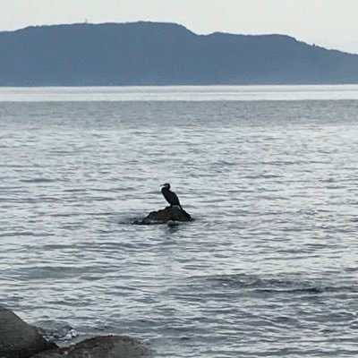 カーネルさんのプロフィール画像