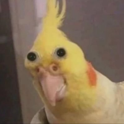 meajudatw's profile picture. Socoro