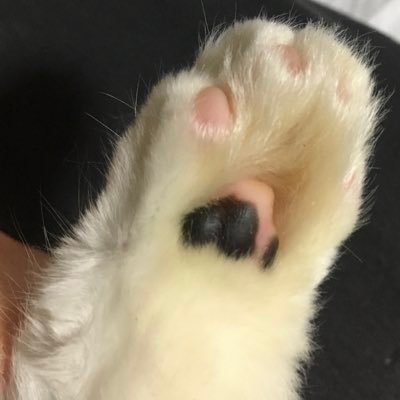 utatane_hirune's profile picture. 