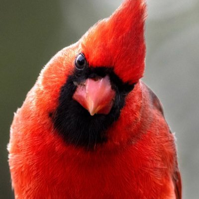 verybigcardinal Profile Picture