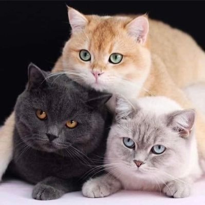 FaPhrakhun's profile picture. 