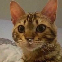 Rubén Rosario Poliné (@ruben413) 's Twitter Profile