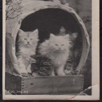 Edwardian Postcards (@eviipc) 's Twitter Profile