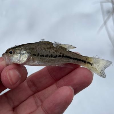 vwKSuciK6pjK0rz's profile picture. 趣味バイク、最近はバス釣りにハマってる田舎者 triumph ボンネビル YAMAHA wr250x バス釣り初心者