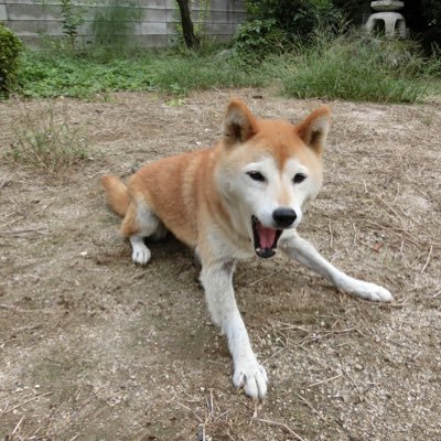 主に刀と柴犬が好きなので「かたなしば」です。刀剣類、甲冑、楽器などのツイートをするアカウント。たまーにバイオリン弾きます。あまりフォローやリプをしないのはただの人見知りです。8964天安門事件　台湾独立