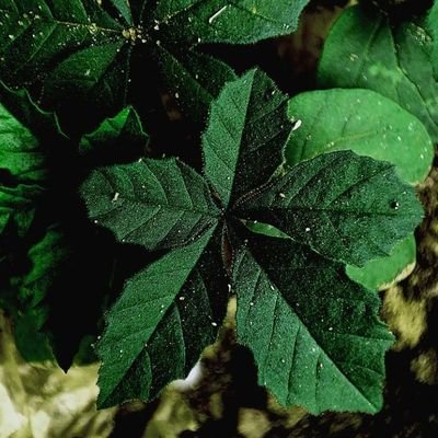 OlusesiSegun3's profile picture. Entrepreneur