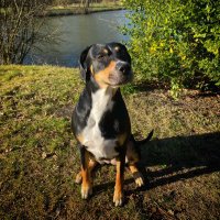 MollyDog (@mollydo16382907) 's Twitter Profile Photo MollyDog (@mollydo16382907) 's Twitter Profile Photo