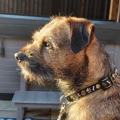 barney_bt's profile picture. My name is Barney and I live in East Yorks, the biggest & best county in the UK (according to Mum). Proud member of the #btposse