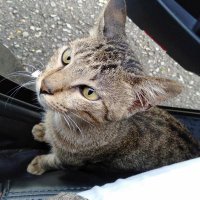 Tai ☝️(͡°‿ ͡°) (@grev_schneft) 's Twitter Profile