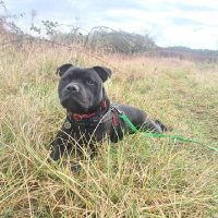 Hercules, The world's coolest staffy (@herculesworld) 's Twitter Profile
