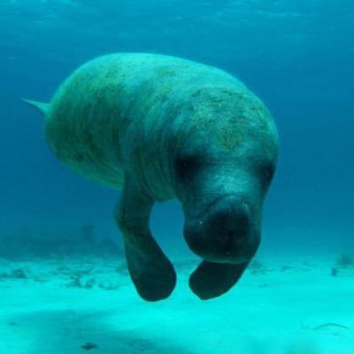 acideclavulanik's profile picture. interne en médecine générale 🧑‍⚕️