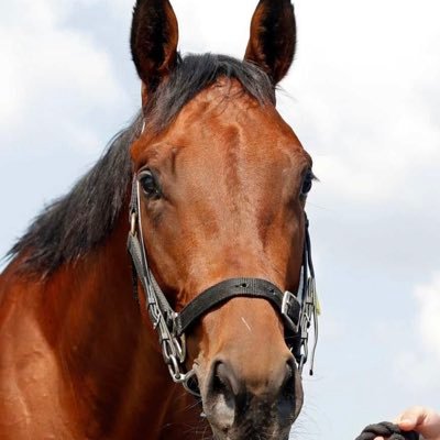 Past part share racehorse owner 🐎 (still looking for next one), racing fan & family man working just to retire : life / work balance 👌