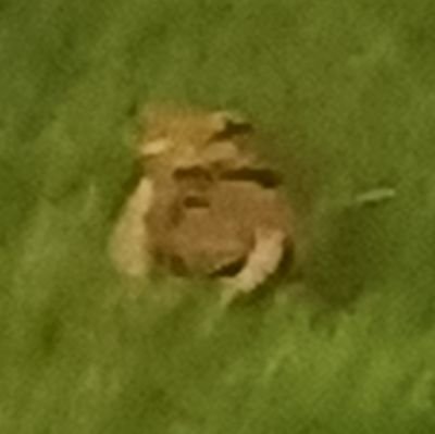 ImGatekeeping's profile picture. If you fit the criteria that does not mean you have permission to off yourself, the rules will be updated, stay tuned :D