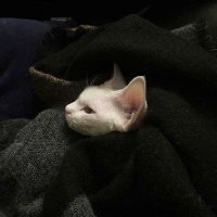 是鸽子呐 (@gezi_0v0) Twitter profile photo