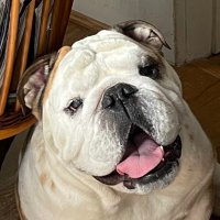 Morty the Pro-Hobby Bulldog(@MortythaBulldog) 's Twitter Profile Photo