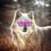 Sparks Flames | BTR (@thewolfiex1) Twitter profile photo Sparks Flames | BTR (@thewolfiex1) Twitter profile photo
