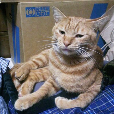 hYtglsQIJf9XZ1k's profile picture. 趣味でカブ主やってます。JA44改・MD50…AA08・JA56タイプX配備。
撮り鉄と模型鉄もかな…。
猫好きで家猫５ニャン＋家猫修行中地域猫１ニャン、地域猫１ニャン＋αの面倒を見てます。亀もいますよ。
よろしくお願いします。
＃カブ主
＃猫好き