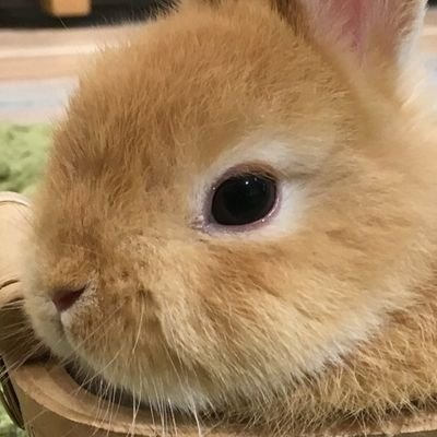 マトぴぃさんのプロフィール画像