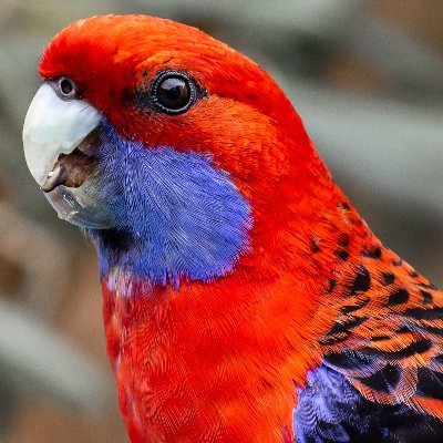 bird_rage Profile Picture