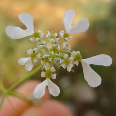 Plus de #citizenscience #scienceparticipative #rechercheparticipative pour l'agriculture, l'alimentation et l'environnement !