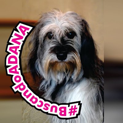 Buscamos a Dana desde el 5-2-22.
HEMBRA MESTIZA ° PELO CORTADO
COLA LARGA ° TIENE 2 AÑOS
TAMAÑO MEDIANO ° NO MUERDE
Si Sabes Quién La Tiene Contactanos!