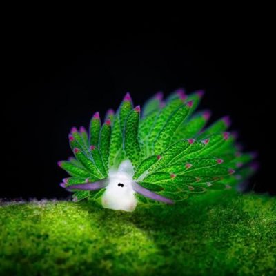 kaemiyukaemiyu's profile picture.