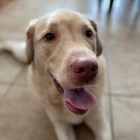 Doggo ⛈(@fluwliss) 's Twitter Profile Photo