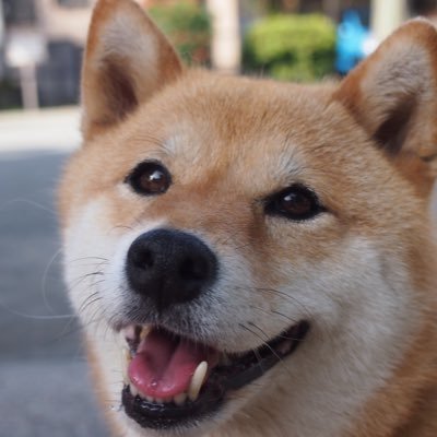 1.9M collector | 300k scientist | 2k idol | 50k hero