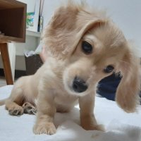 きなこ (@kinako20210219) 's Twitter Profile