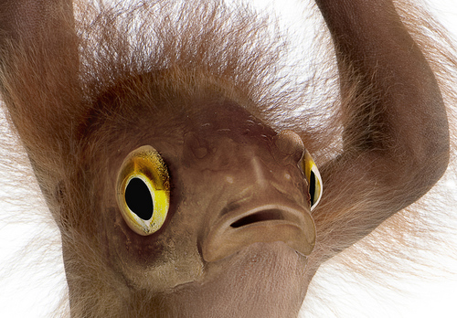 tcdehoyos's profile picture. 