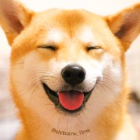 柴犬たろのしゅけ ～ 柴犬の時間ですよ。～(@shibainu_time) 's Twitter Profile Photo