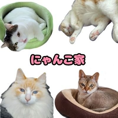 成人済/４匹の愛猫の日常と英語の勉強についてをポチポチしてます(*´∇｀*)たまに絵を描いてます/無言FRBお許し下さい;凸DMは返事しません;;
可愛すぎる猫ちゃん達を見るとコメントや引用リツイートしてしまいます;;仲良くしてくださると嬉しいです！