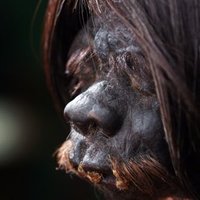 the_amazon_headshrinker (@mogimbu) 's Twitter Profile