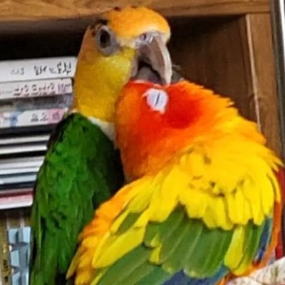 0jae0_parrotart Profile Picture