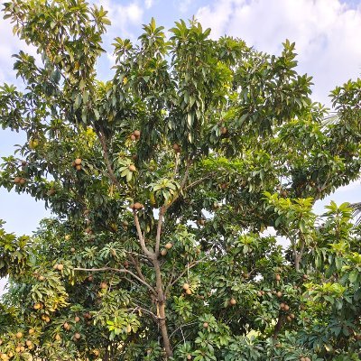 rajesh_bodke's profile picture. 