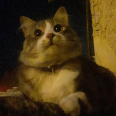 ramiro_edi's profile picture. algo bueno vendra