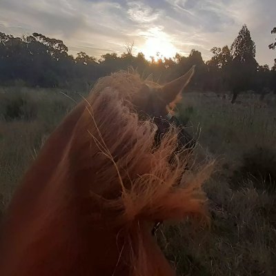 Just a horse crazy gal from the Land Downunder.
Chronic illness warrior 💕 (It also sucks)
Huge Jared Padalecki and Walker Fan!