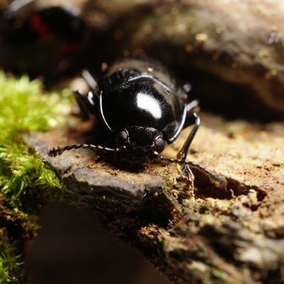 interested in insect-fungus coevolution, biodiversity, and population genomics