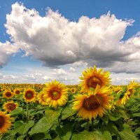 🌻czarna pani🌻 (@meilinjie) 's Twitter Profile Photo 🌻czarna pani🌻 (@meilinjie) 's Twitter Profile Photo